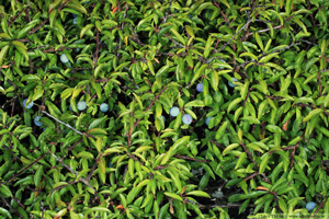 Slån,  Prunus spinosa